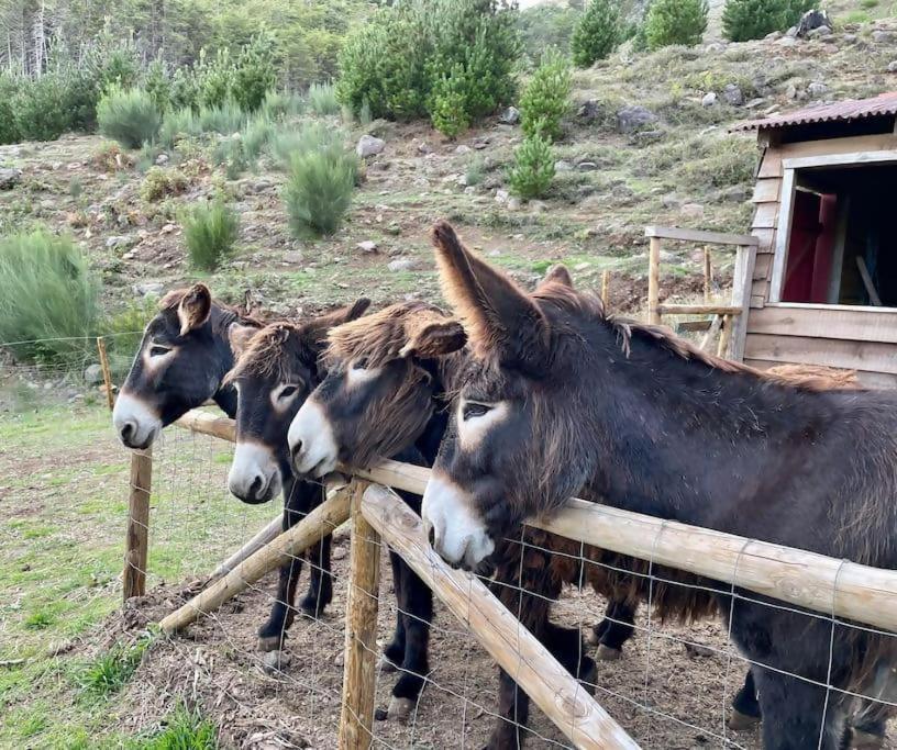 Mountain Eco Shelter 5 Otel Funchal Dış mekan fotoğraf